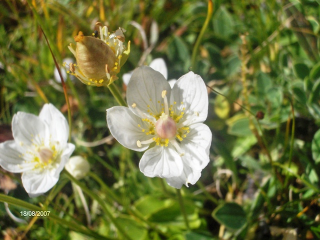 Parnassia palustris